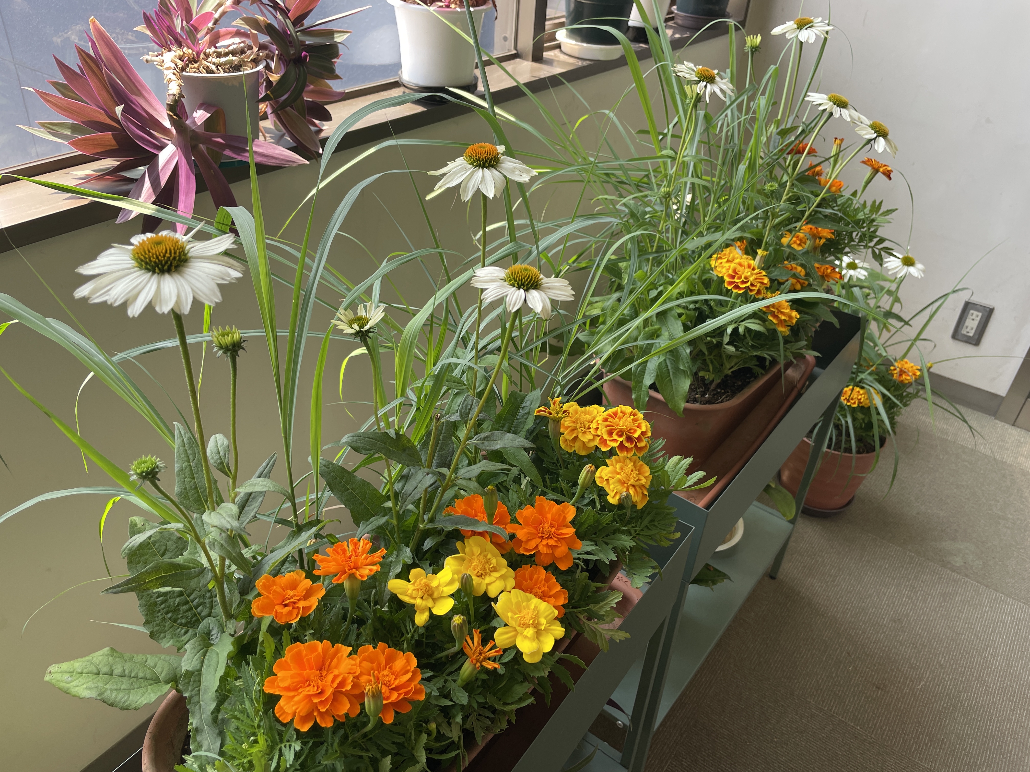 お花通信